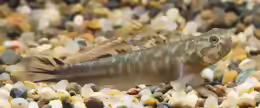 Mugilogobius adeia