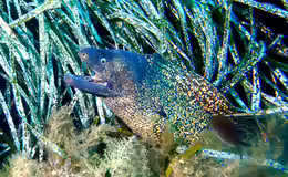 Muraena helena