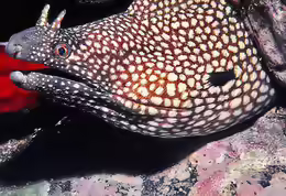Muraena pavonina