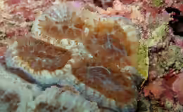 Mussismilia hispida