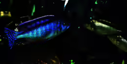 Mylochromis melanonotus