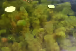 Myriophyllum heterophyllum