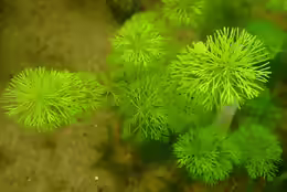 Myriophyllum simulans