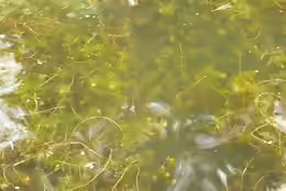 Myriophyllum spicatum