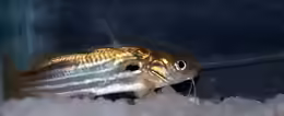 Mystus tengara