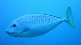 Naso caesius