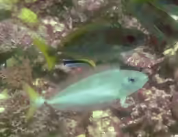 Naso minor