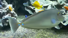 Naso unicornis