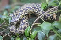 Natrix maura