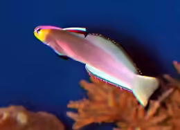 Nemateleotris helfrichi