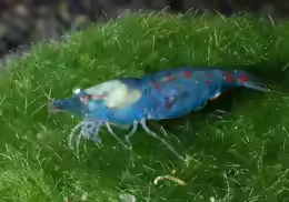 Neocaridina cf. zhangjiajiensis Blue Pearl