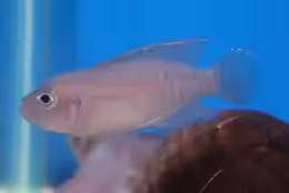 Neolamprologus brevis