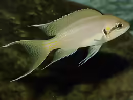 Neolamprologus brichardi