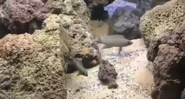 Neolamprologus chitamwebwai