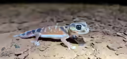 Nephrurus levis