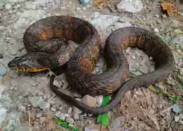 Nerodia rhombifer