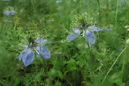 Nigella arvensis