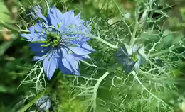 Nigella sativa