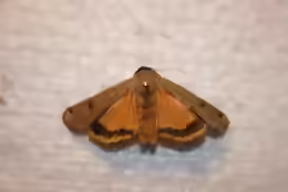 Noctua pronuba