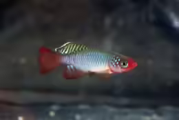 Nothobranchius cardinalis