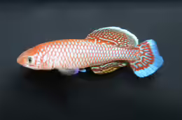 Nothobranchius polli