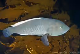 Notolabrus inscriptus
