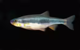 Notropis lutipinnis