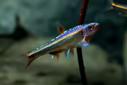 Notropis chrosomus
