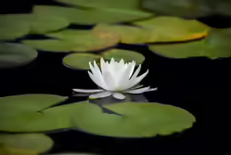 Nymphaea pygmaea