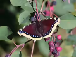 Nymphalis antiopa