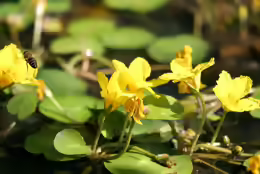 Nymphoides peltata