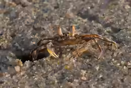 Ocypode brevicornis