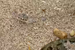 Ocypode pallidula