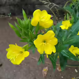 Oenothera biennis