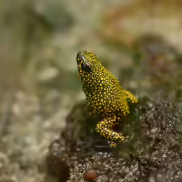 Oophaga histrionica