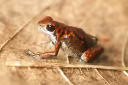 Oophaga vicentei