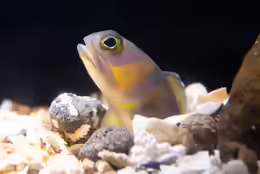 Opistognathus hopkinsi