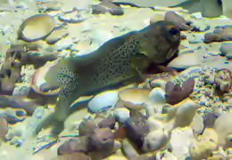 Opistognathus punctatus
