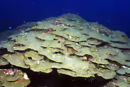 Orbicella franksi