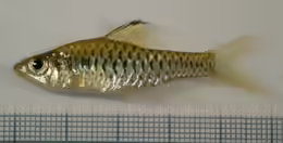Oreichthys cosuatis