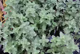 Origanum majorana