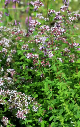 Origanum vulgare
