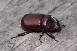 Oryctes nasicornis
