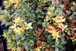 Osmanthus heterophyllus