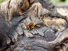 Osmia adunca