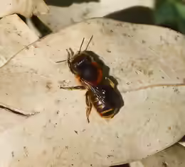 Osmia aurulenta