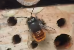 Osmia cornuta