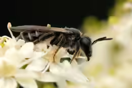 Osmia papaveris