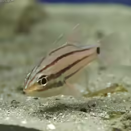 Ostorhinchus doederleini