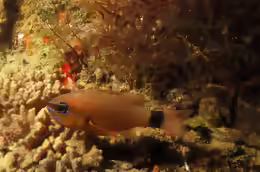 Ostorhinchus fleurieu